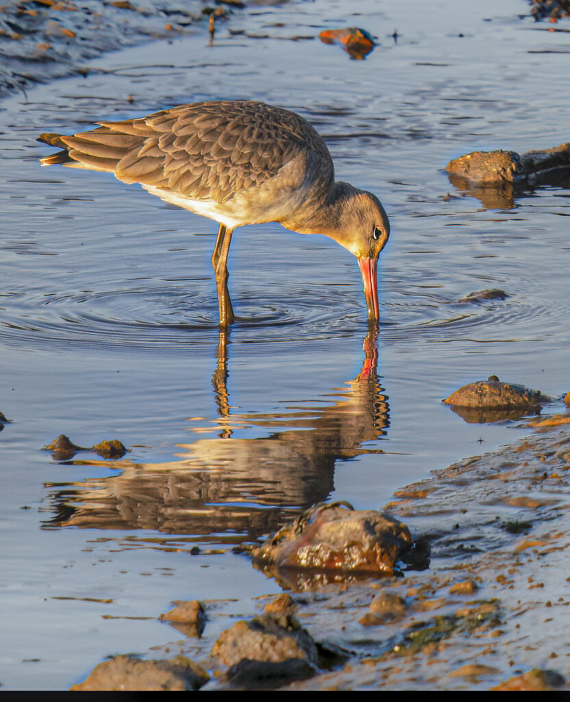 Black Tailed Godwit