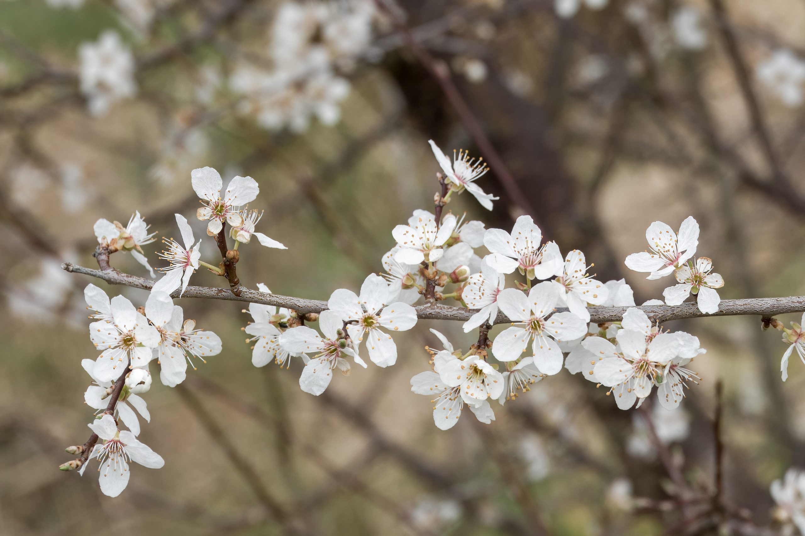 blackthorn blossom clouds of snow white flowers in early spring