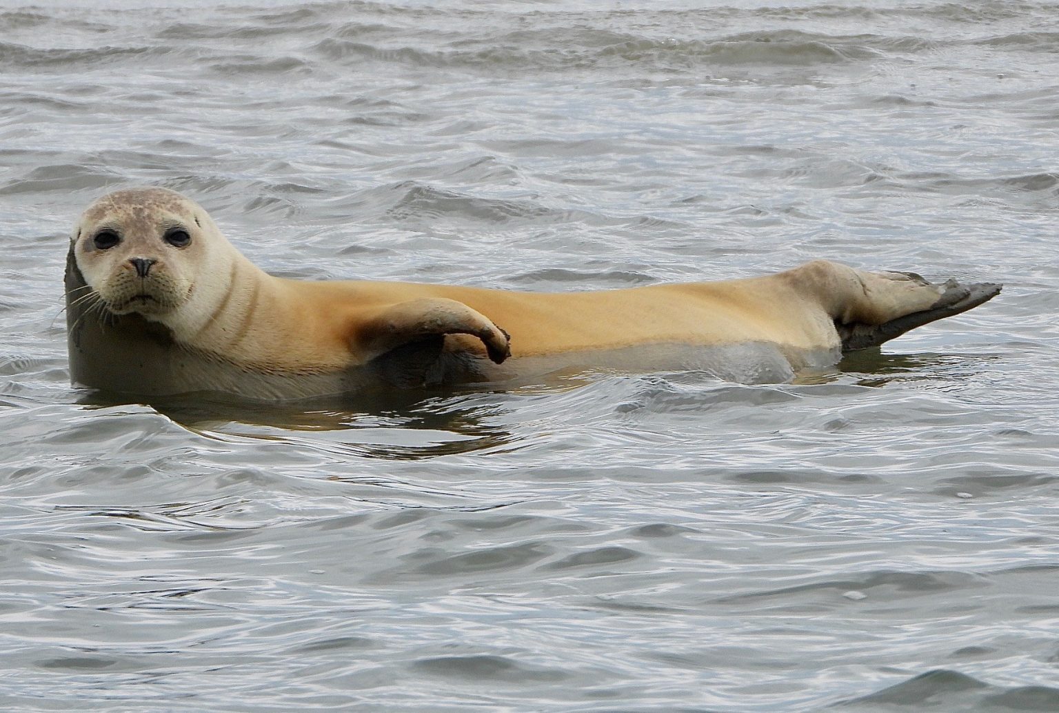 The Secret Life of Seals... - Chichester Harbour Conservancy