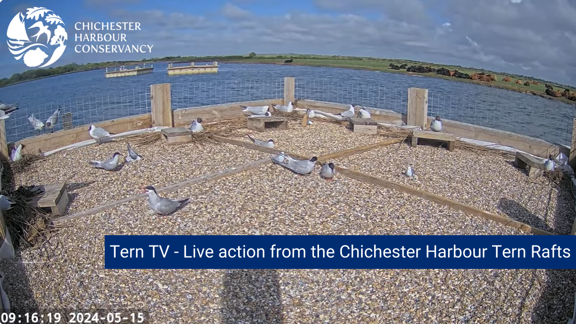 Tern TV - LIVE action from the Chichester Harbour Tern Rafts ...