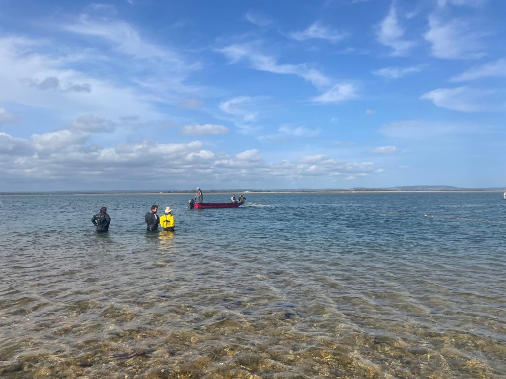Surveying Small Fish - Chichester Harbour Conservancy